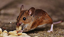 24 Hour & Emergency Exterminators in W Terre Haute, IN